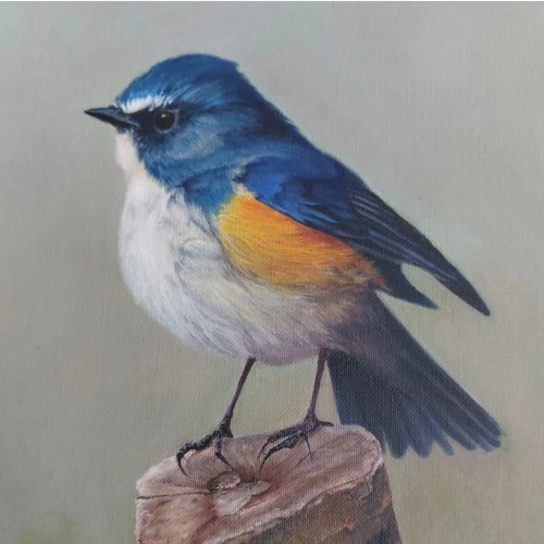 Himalayan Bluetail