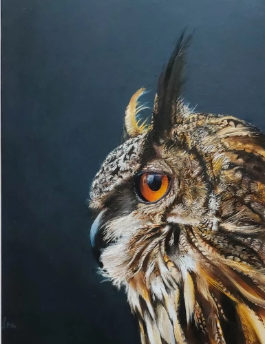 Owl in the dark