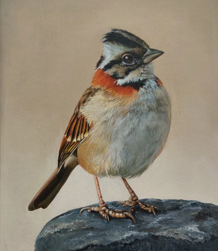 Rufous-collared-sparrow