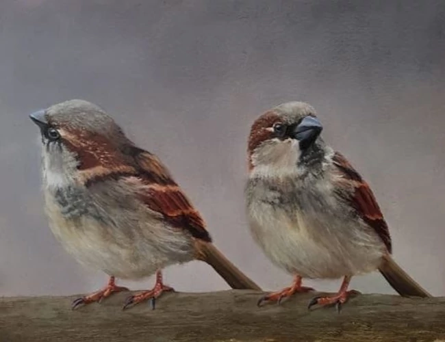 Sparrows